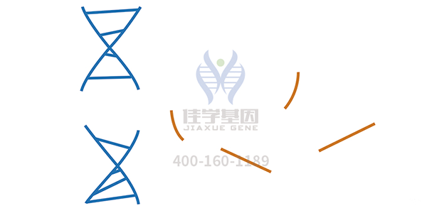 <b>【28圈28圈基因检测</b>