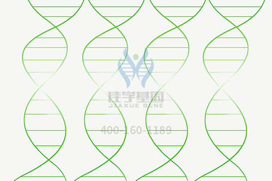 【28圈28圈基因检测】脊髓延髓肌萎缩症基因解码、基因检测