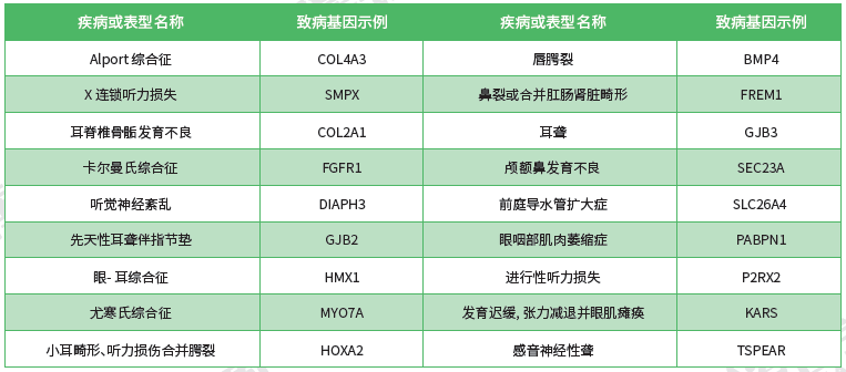 【28圈28圈基因检测】<font color='red'><font color='red'>耳鼻喉</font><font color='red'>系统</font><font color='red'>疾病</font></font>致病基因鉴定基因解码